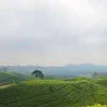 Rekomendasi Hotel Lembang Bandung: Penginapan Nyaman di Tengah Sejuknya Alam